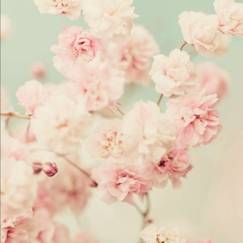 RosePetals